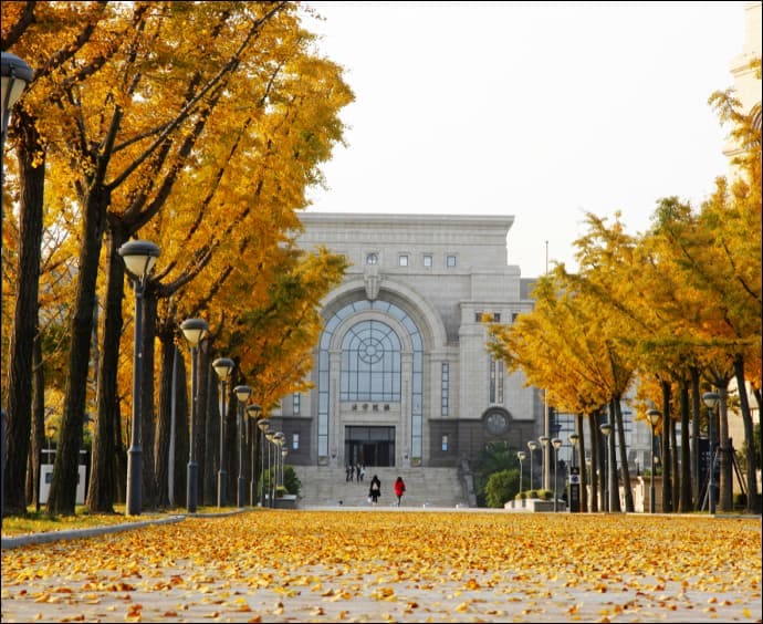 An avenue of golden ginkgo trees in autumn leading to a building on the Fudan University campus